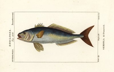 Greater amberjack by Carini Carini