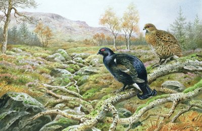 Black Grouse on a Moor by Carl Donner