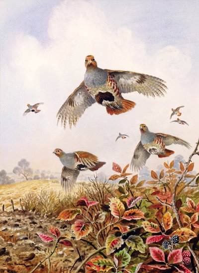 Flushed Partridges by Carl Donner