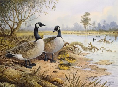 Geese: Canada by Carl Donner