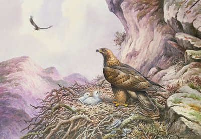 Golden Eagles at their Eyrie by Carl Donner