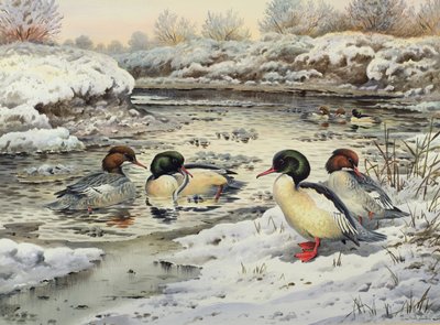 Goosanders by Carl Donner