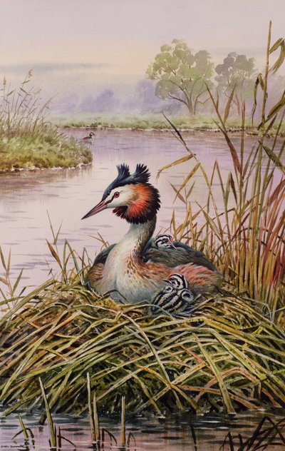 Great-Crested Grebes by Carl Donner