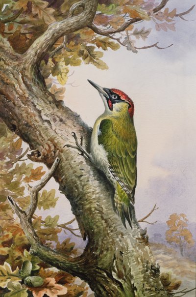 Green Woodpecker by Carl Donner