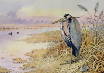 Grey Heron by Carl Donner