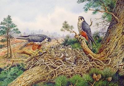 Hobbys at Their Nest by Carl Donner