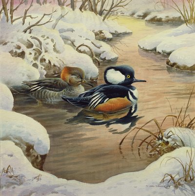 Hooded Mergansers on a Pool by Carl Donner