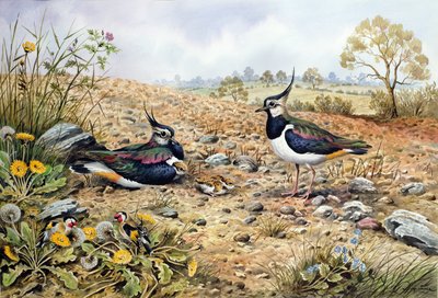 Lapwing Family with Goldfinches by Carl Donner