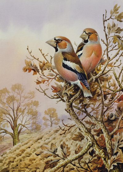 Pair of Chaffinches by Carl Donner