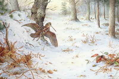 Snipe in Wooded Landscape by Carl Donner