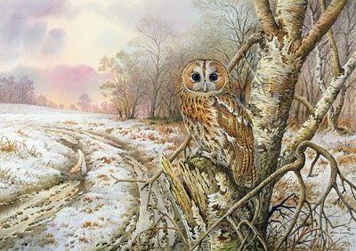 Tawny Owl by Carl Donner
