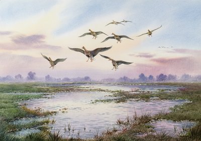 White-Fronted Geese Alighting by Carl Donner