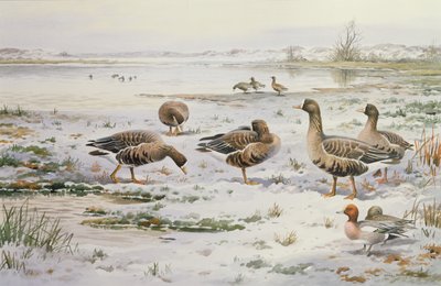 White Fronted Geese by Carl Donner