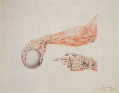 Anatomical Hands, 1837 by Carl Haag