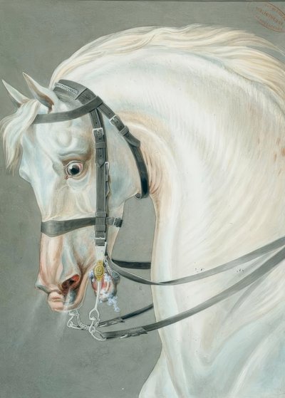 Bridle for the Carabiniers