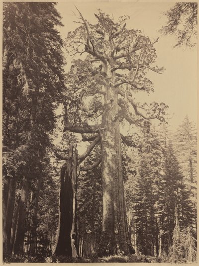 Grizzly Giant, Mariposa Grove by Carleton E. Watkins