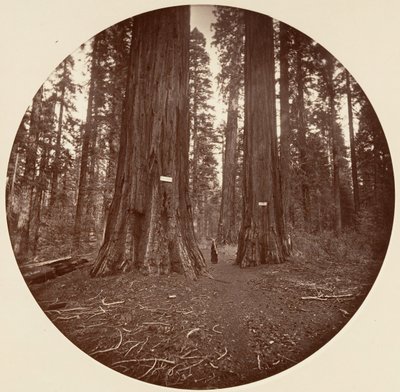 None, ca. 1878 by Carleton Emmons Watkins