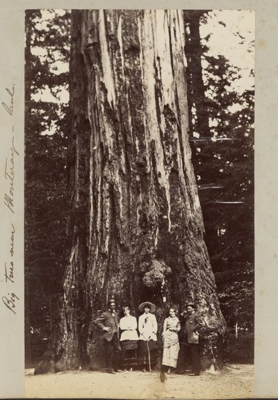 Big Trees near Monterey, California by Carleton Watkins