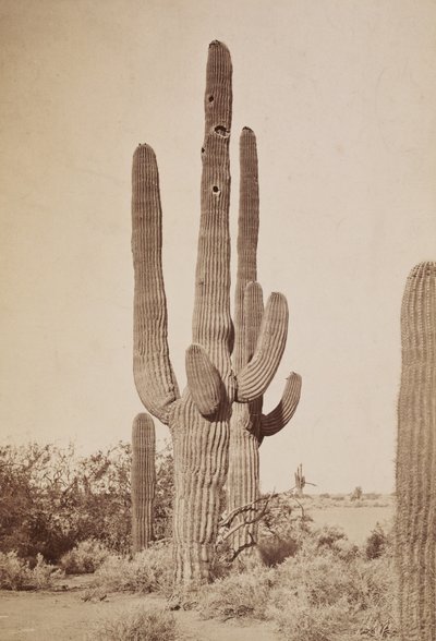 Cactus by Carleton Watkins