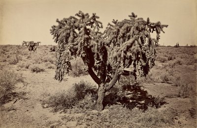 Cactus, Arizona Desert by Carleton Watkins