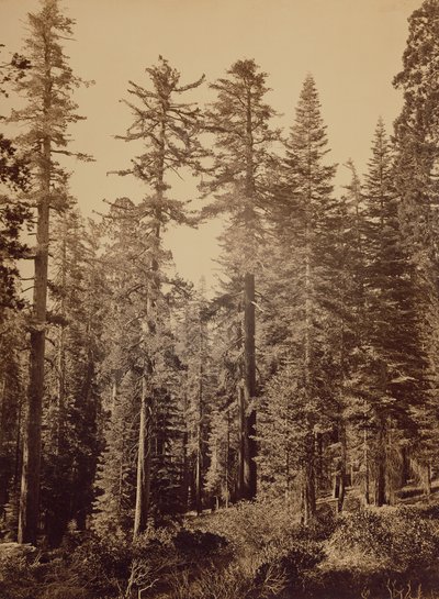 Forest Scene / Sugar Pines by Carleton Watkins