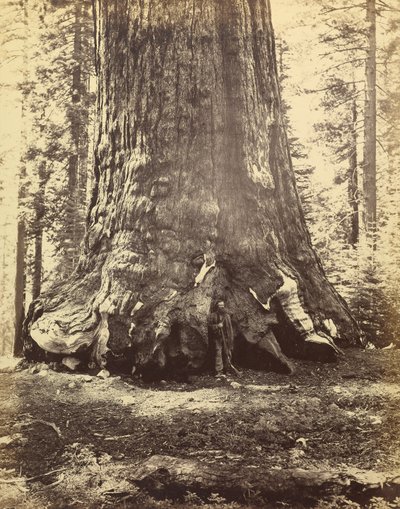Section of the Grizzly Giant by Carleton Watkins