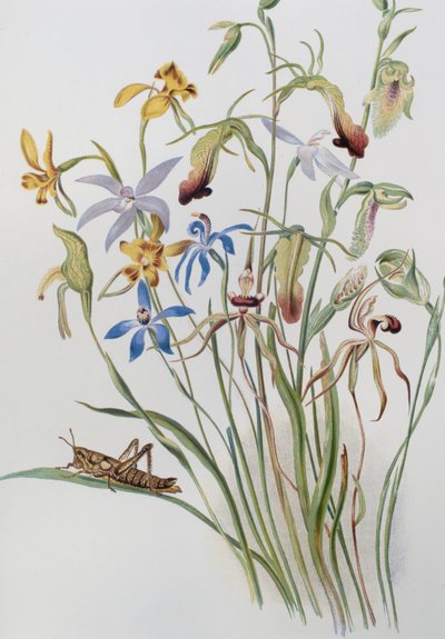 Iris and Blue Speedwell by Caroline Louisa Meredith