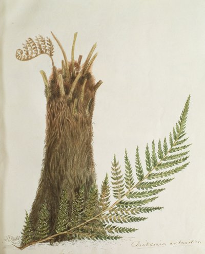 Study of a Fern by Caroline Louisa Meredith