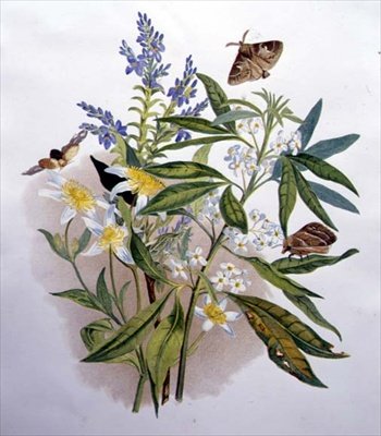 Tasmanian Blue Speedwell and Dwarf Clematis by Caroline Louisa Meredith