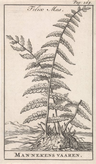 Male Fern by Caspar Luyken