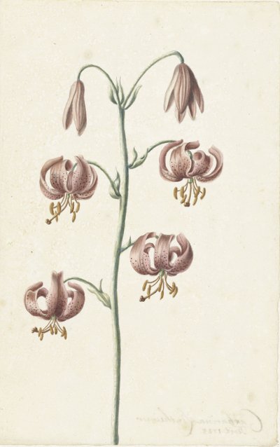 Twig with Reddish-Brown Lilies by Catharina Lintheimer