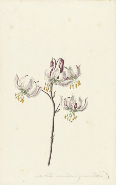 Branch with Four White Lilies by Catharina Lintheimer