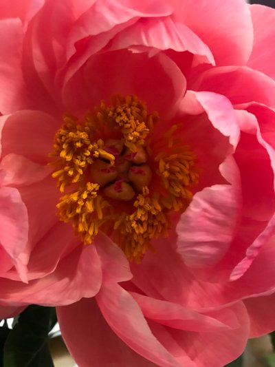 Composition - Flowers by Cécile Jamet