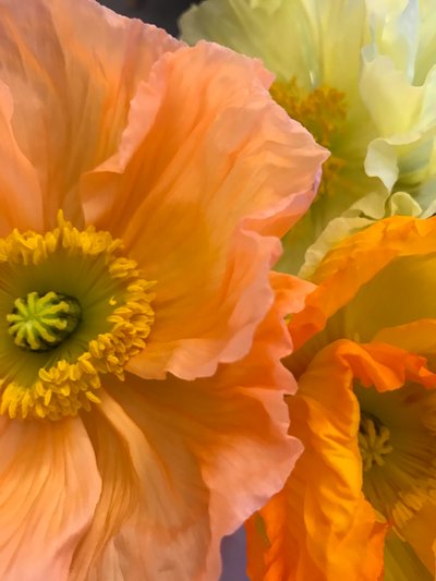 Composition - Flowers by Cécile Jamet