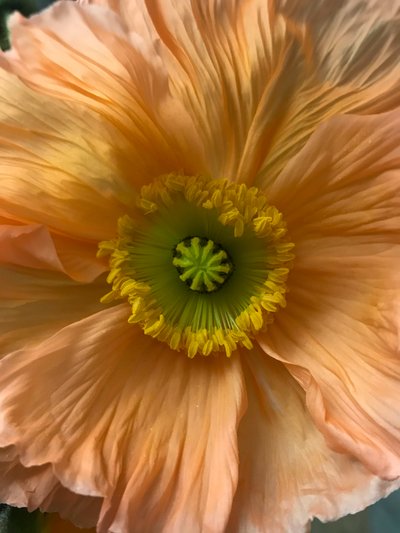 Composition - Flowers by Cécile Jamet