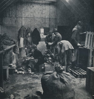 Vegetables for Market by Cecil Beaton
