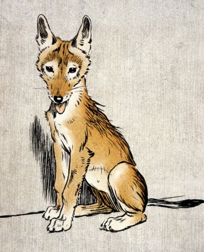 Young Jackal, c.1900 by Cecil Charles Windsor Aldin