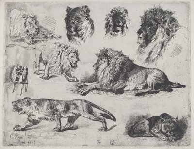 Study of Lions by Cesare Biseo