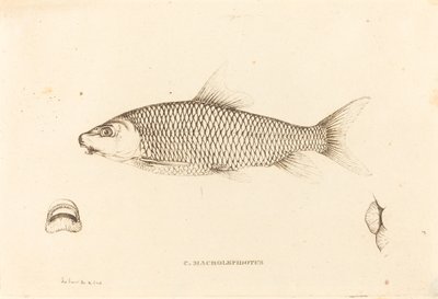 C. Macrolepidotus by Charles Alexandre Lesueur