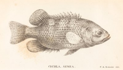 Cichla, Aenea by Charles Alexandre Lesueur