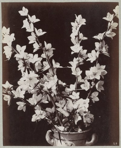 Flower Study with Cologne Pot by Charles Aubry (manner of)
