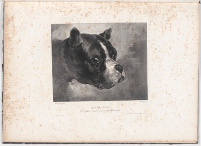 Bulldog by Charles Aubry