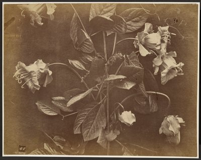 Flowering Vine by Charles Aubry