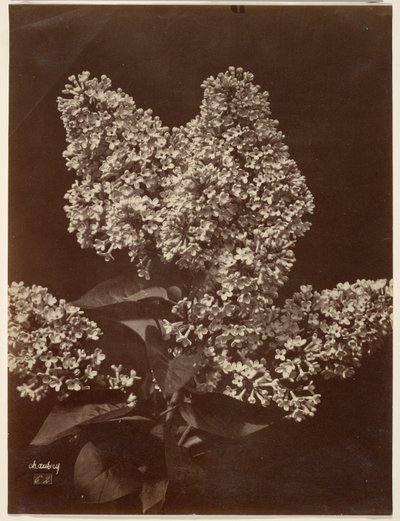 Lilacs by Charles Aubry