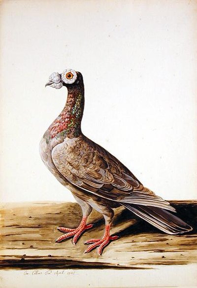 A Woodgrouse, Hen by Charles Collins