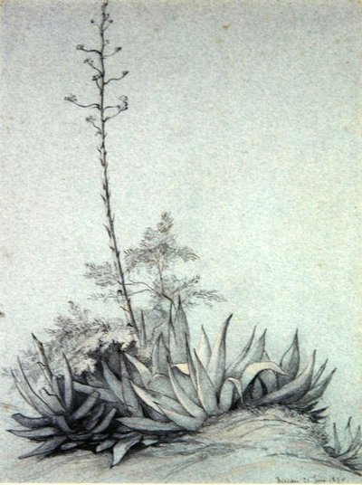 Flowering Yucca by Charles Damour