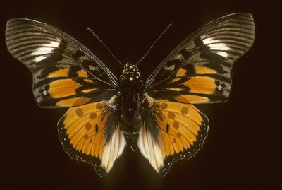 Acraeoids Charaxes by Augustus Kollner