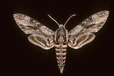 Bedding Sphinx, Male by Augustus Kollner