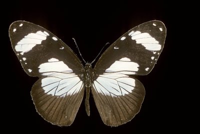 Amauris Comorana by Augustus Kollner