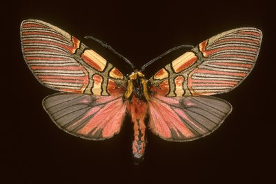 Anaxita Constricta by Augustus Kollner